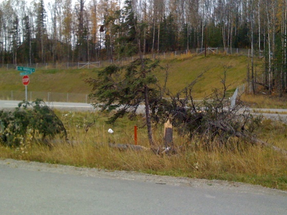 Trees knocked down by wind/storm damage in Wasilla, Alaska, September 24, 2010