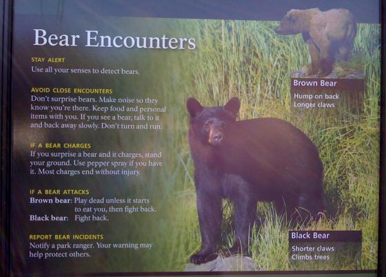 Alaska bear safety