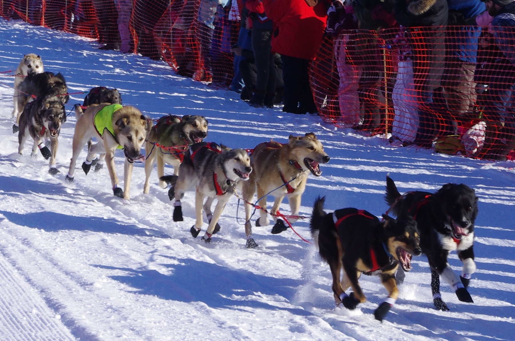 2011 Iditarod Race - Sled dogs, Team 4.