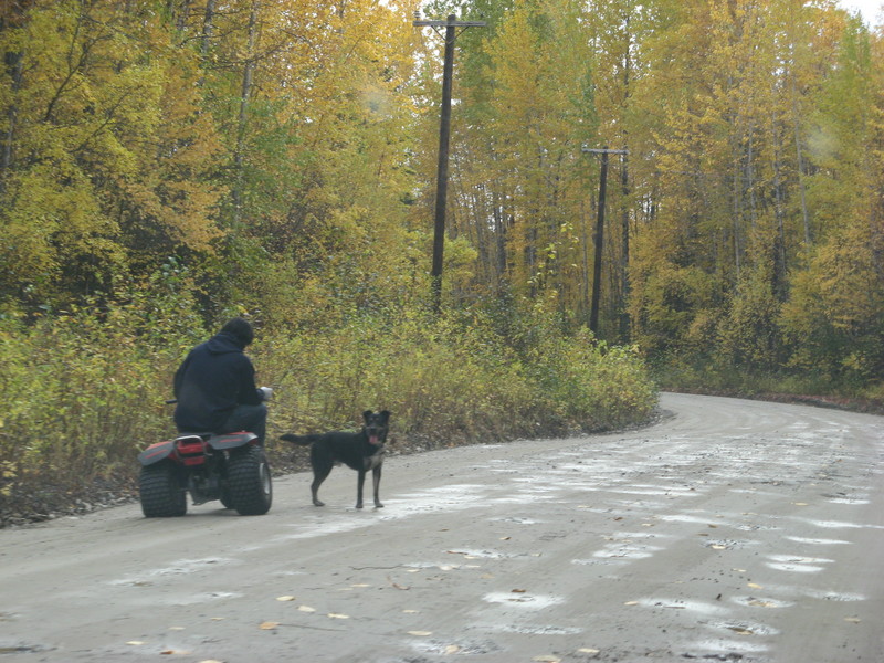 ATV and a dog in Talkeetna.