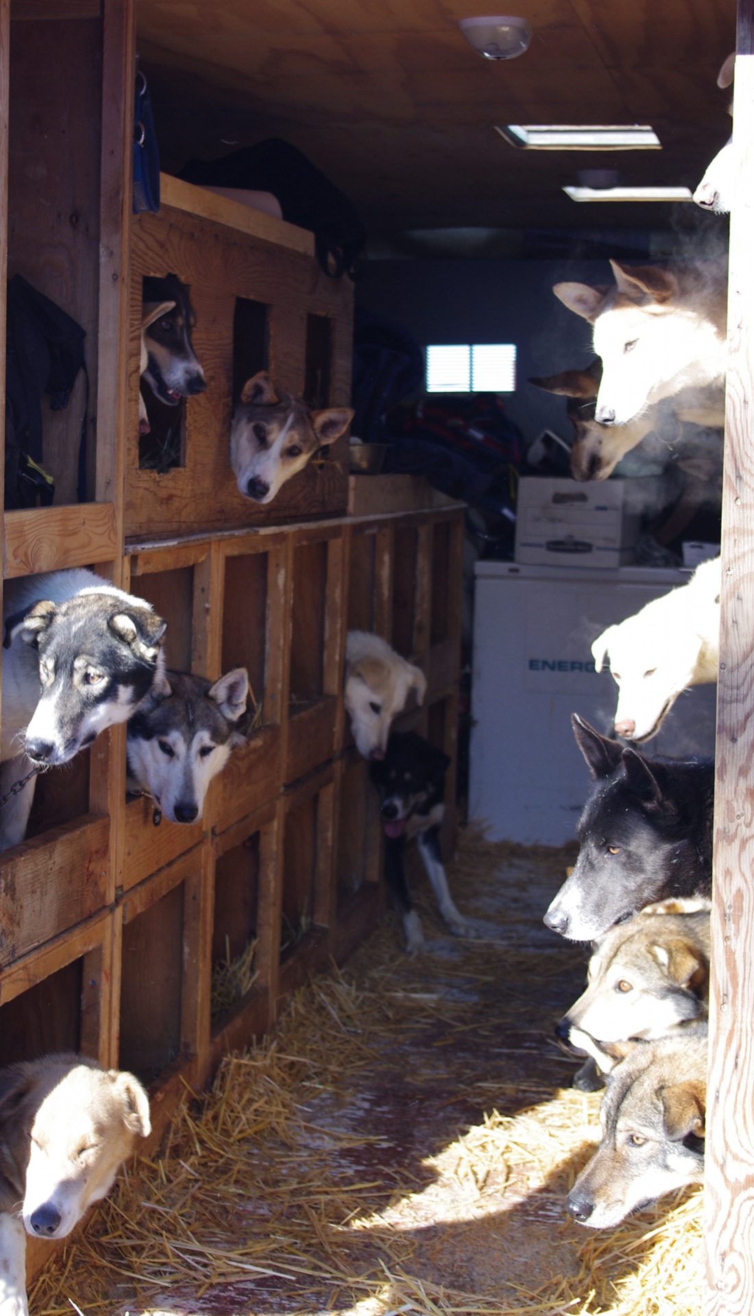 Sled dogs in a truck, from the Iditarod race, 2011.