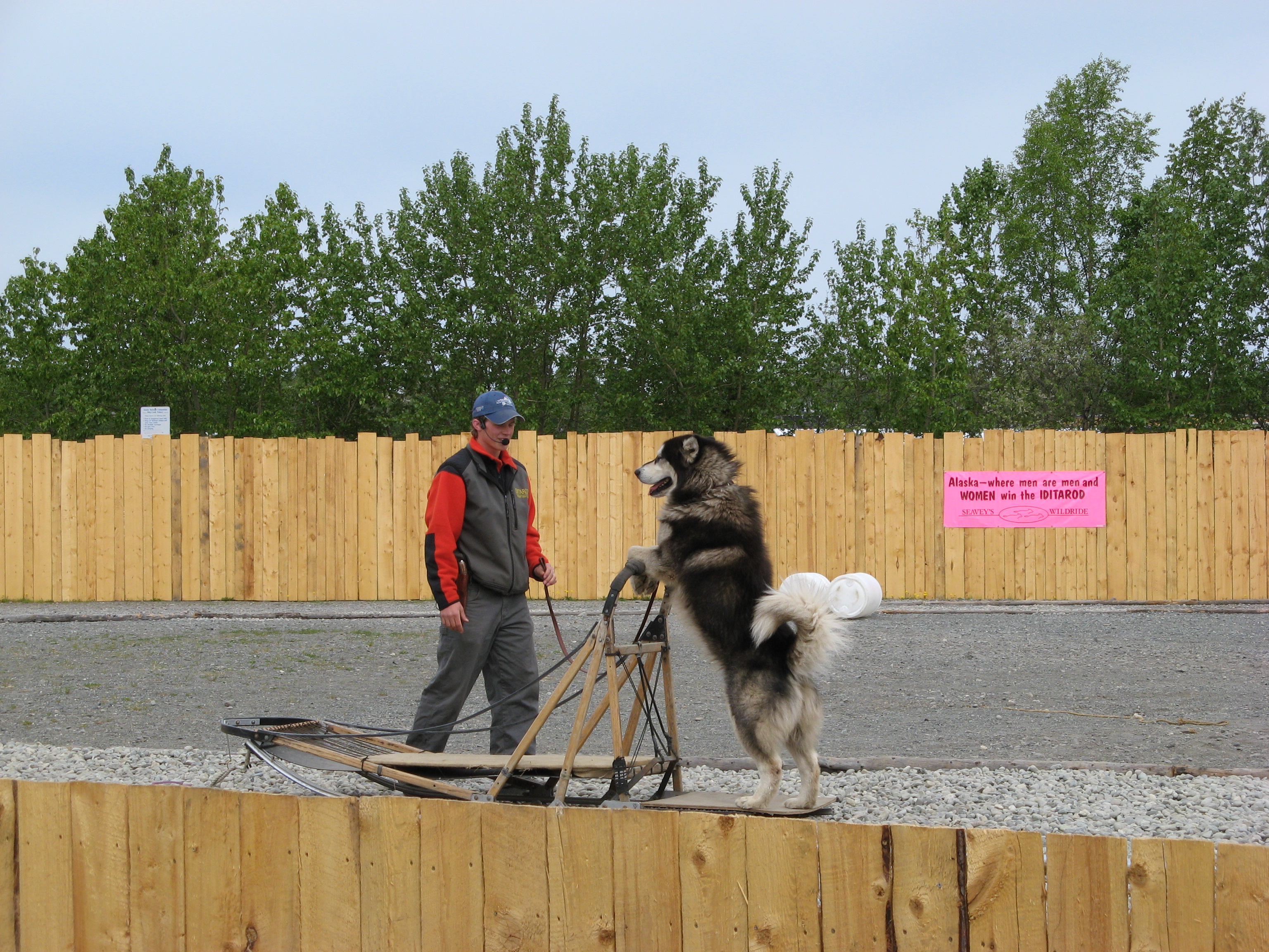 Seavey sled dog show in Anchorage, Photo 1.