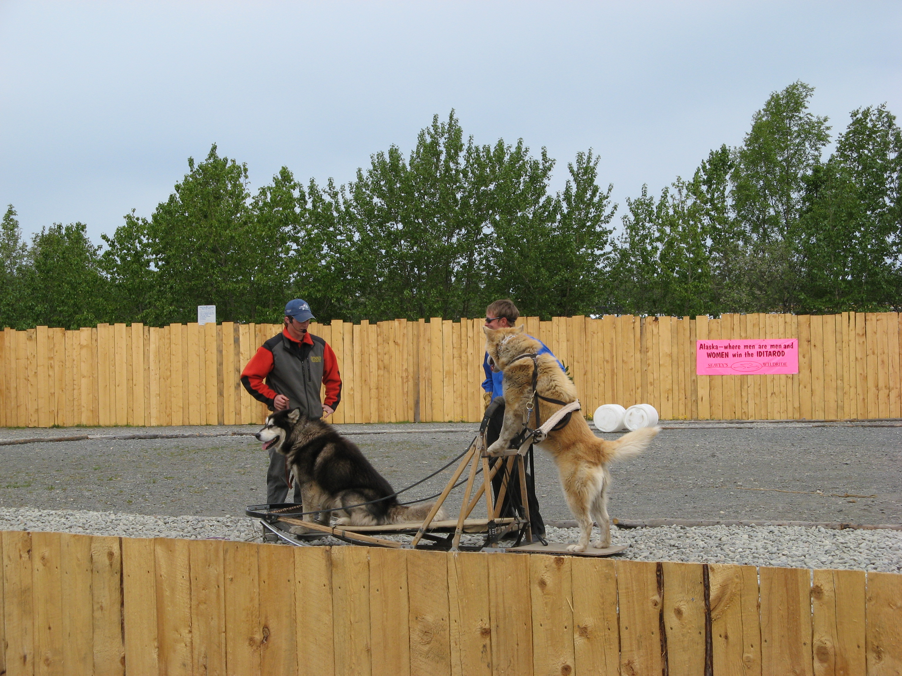 Seavey sled dog show in Anchorage, Photo 2.