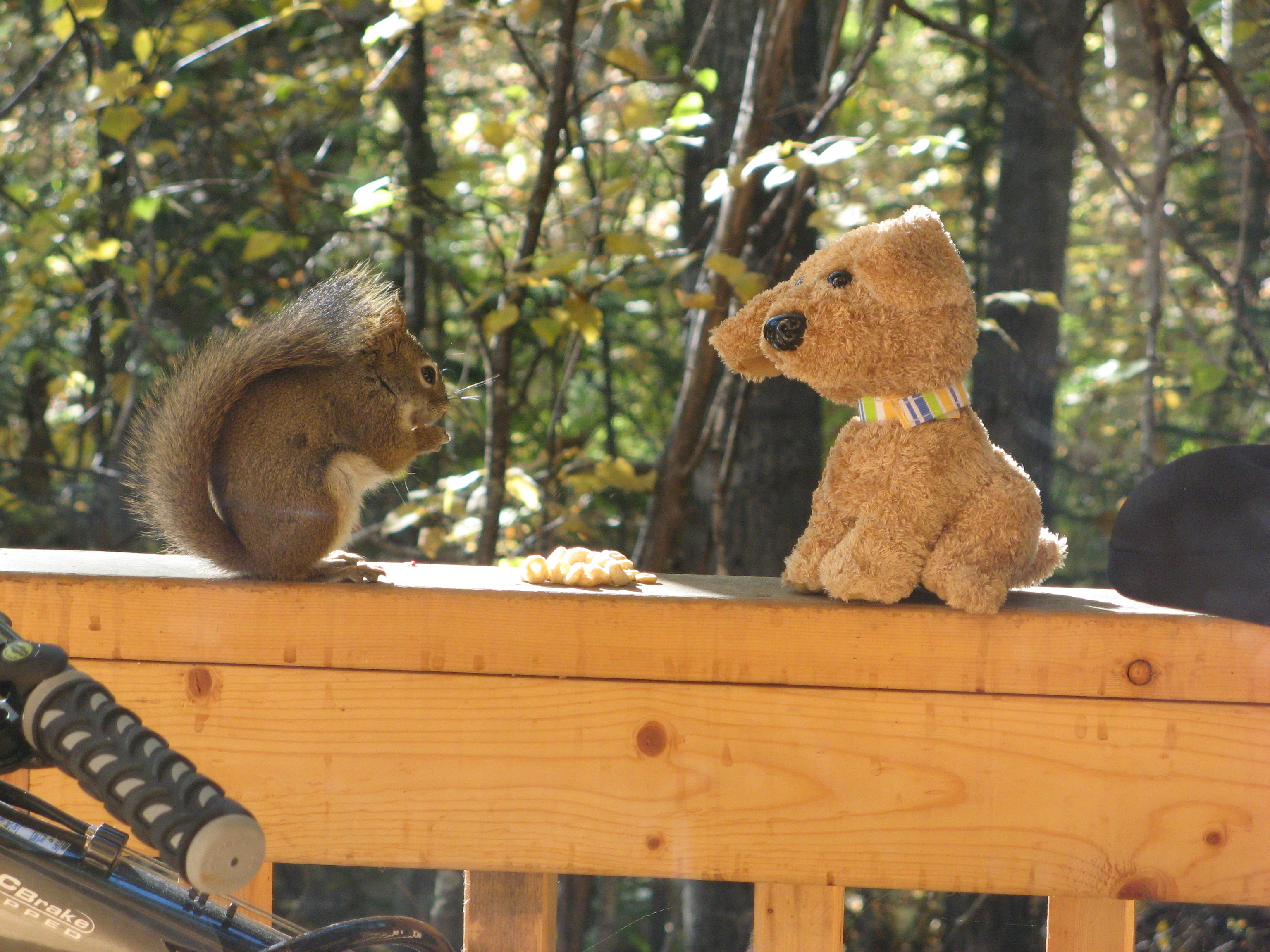 Talkeetna - A cabin, a man, a squirrel, and a stuffed animal.