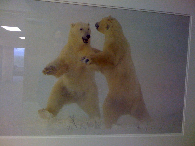 Two polar bears dancing