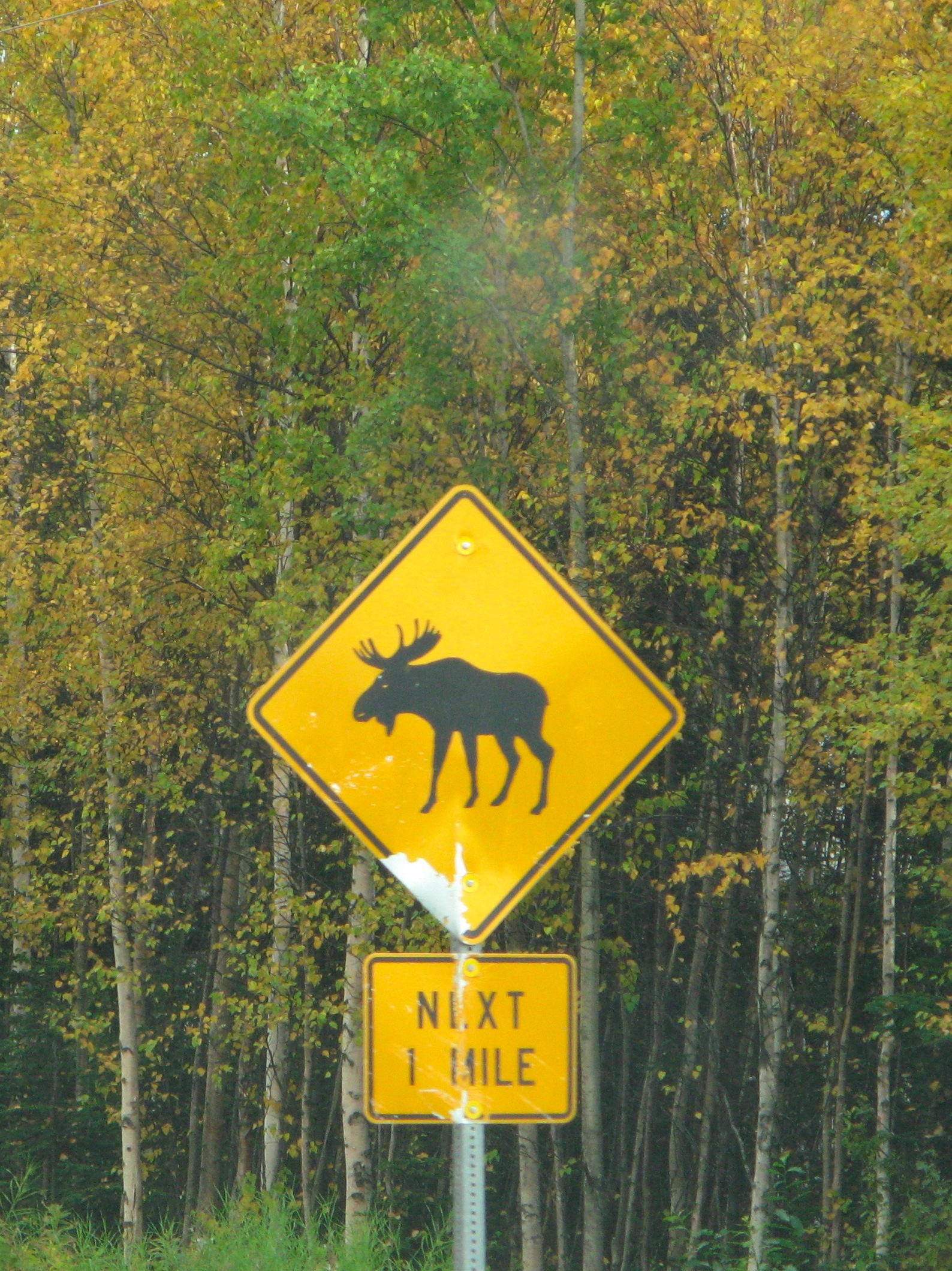 Moose crossing signs in Alaska.