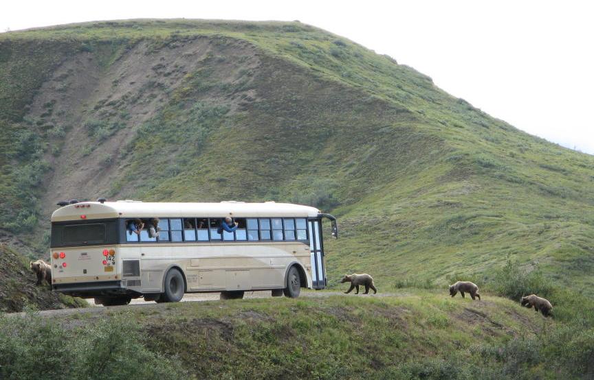 Bears crossing in front of a tour bus in Denali