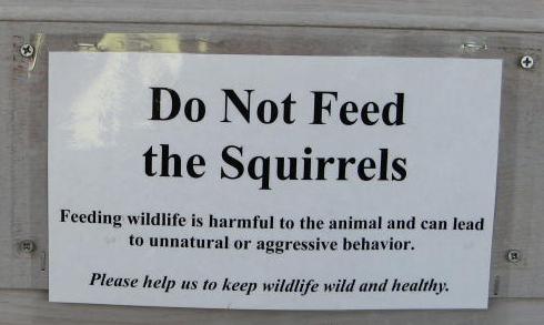 dont_feed_squirrels.jpg