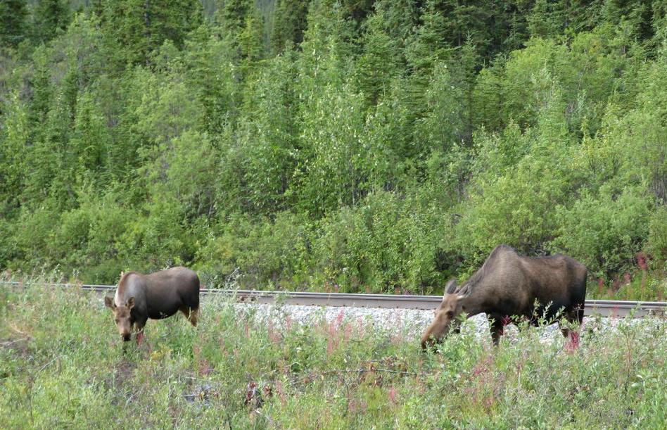 Moose eating breakfast by the railroad tracks just south of Denali National Park