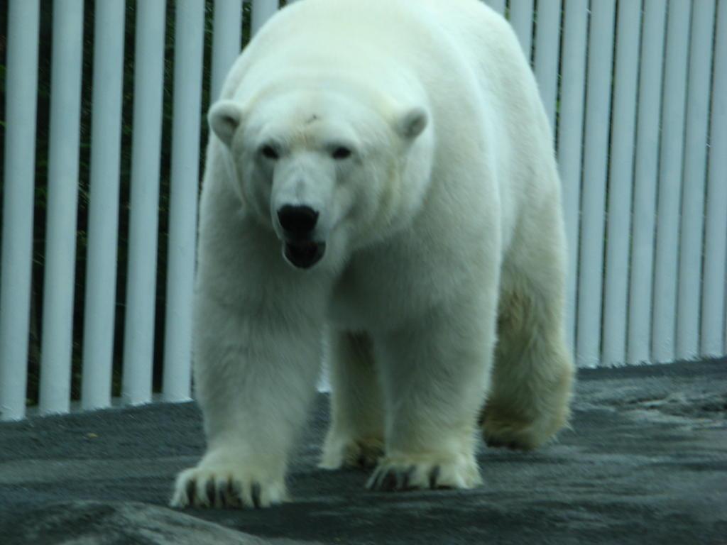 Polar bear at the Anchorage Zoo