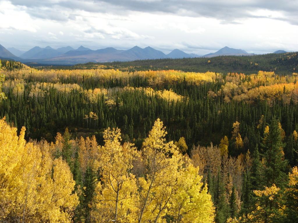 First view of Denali National Park in the fall.