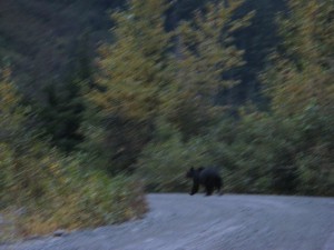 Momma bear and cubs walking back to town