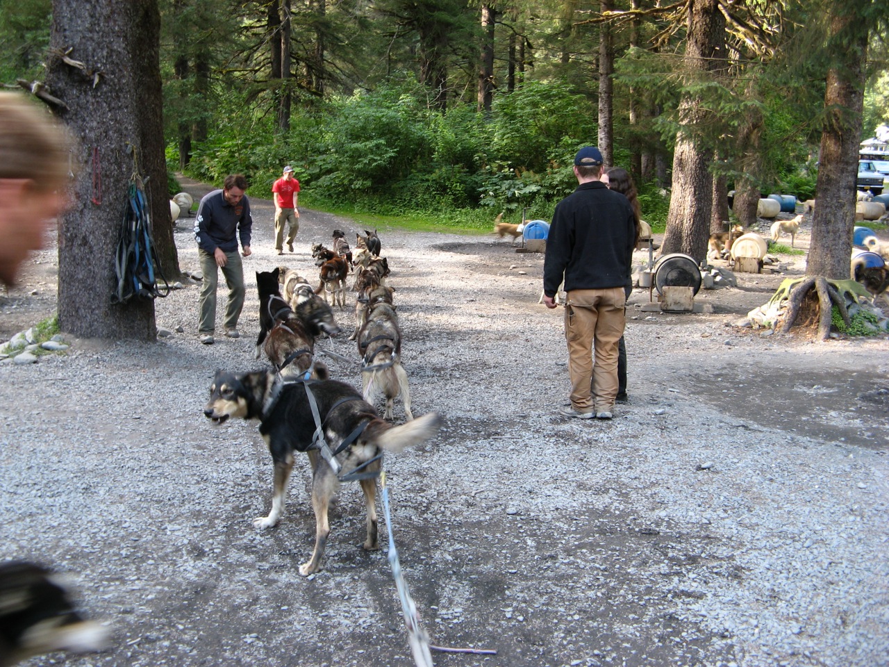 Alaska sled dogs, Seavey family, Seward, Alaska (1)