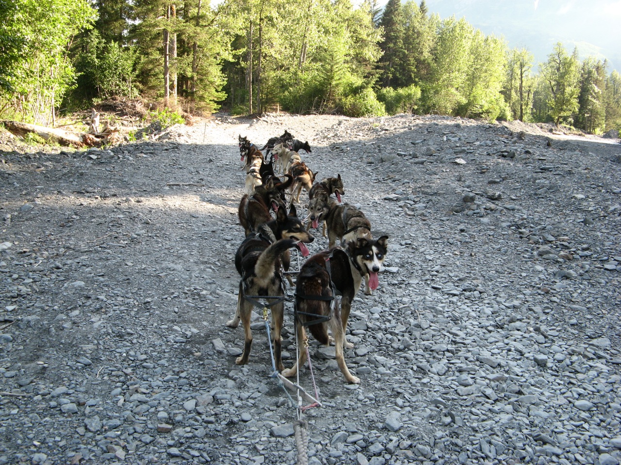 Alaska sled dogs, Seavey family, Seward, Alaska (2)