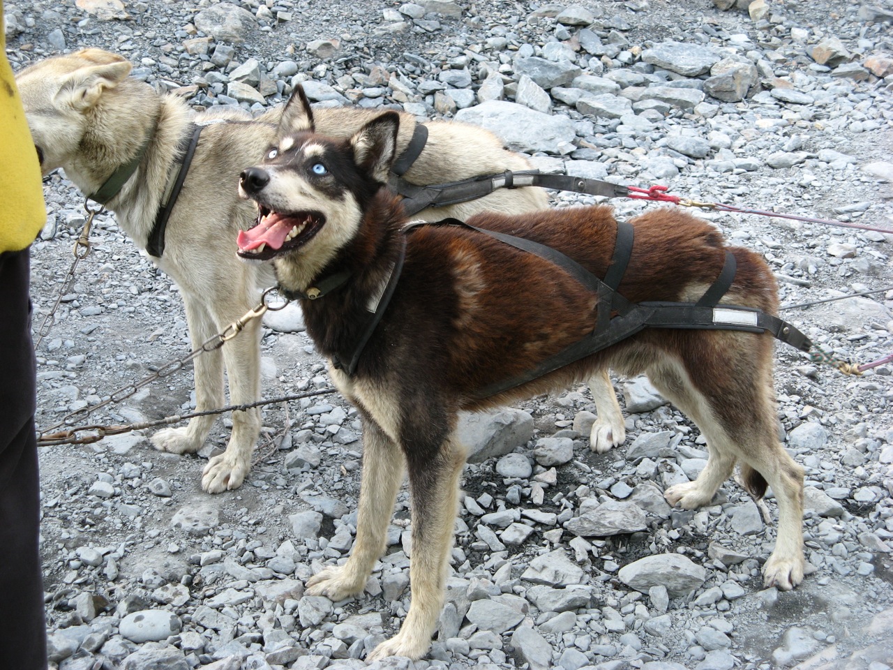 Alaska sled dogs, Seavey family, Seward, Alaska (3)