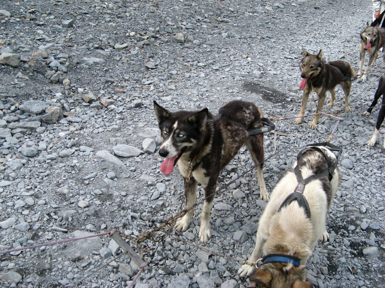 Alaska sled dogs, Seavey family, Seward, Alaska (4)