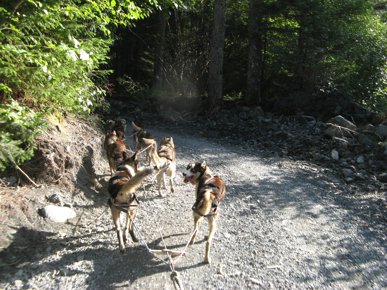Alaska sled dogs, Seavey family, Seward, Alaska (5)