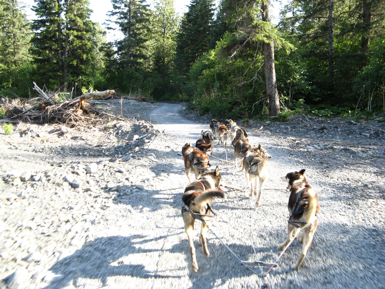 Alaska sled dogs, Seavey family, Seward, Alaska (6)