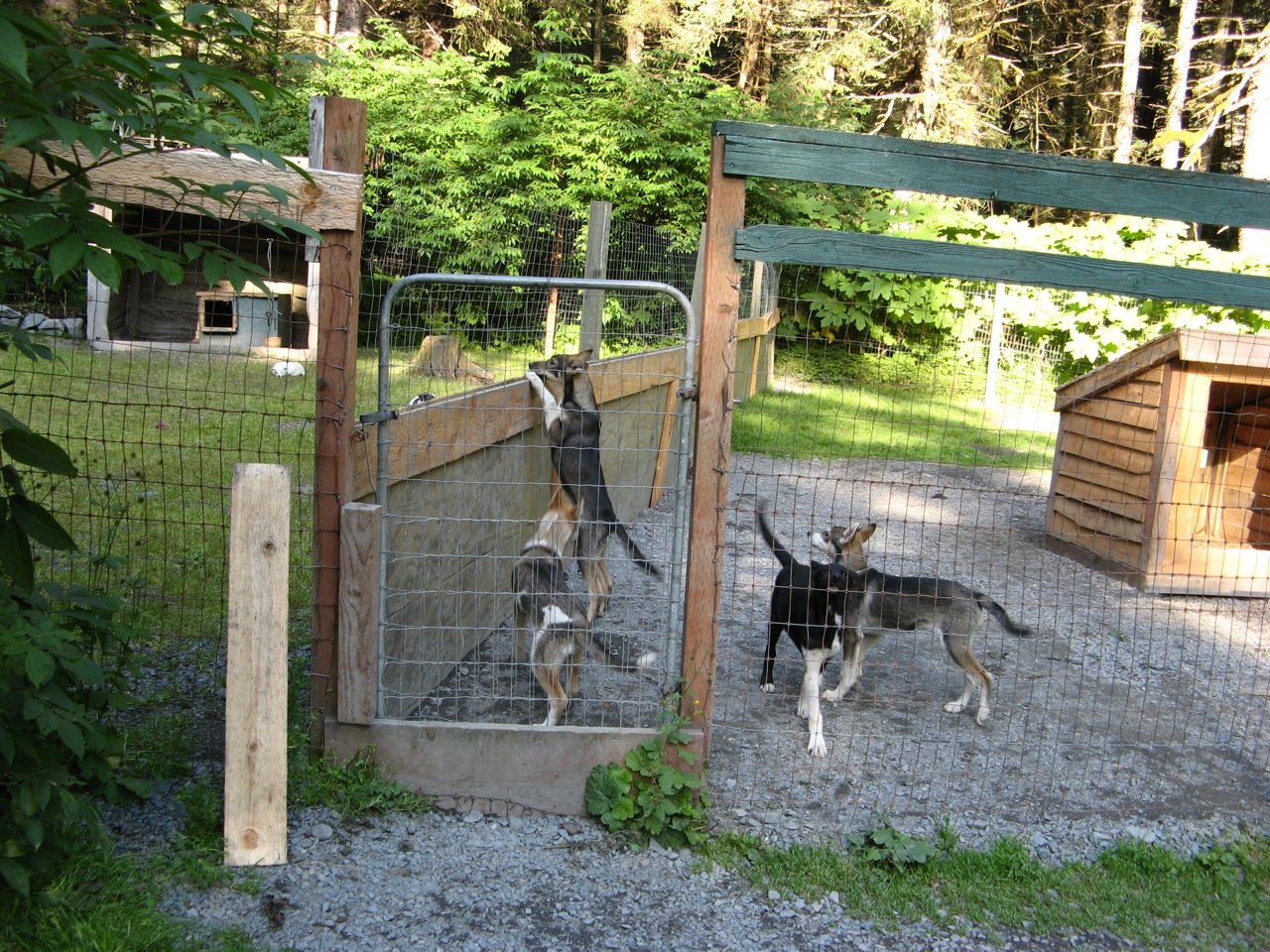 Alaska sled dog puppies, Seward, Alaska, Seavey family (2)