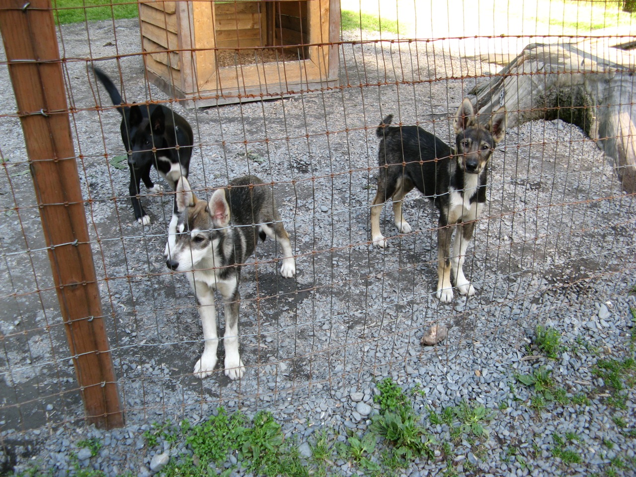 Alaska sled dog puppies, Seward, Alaska, Seavey family (3)