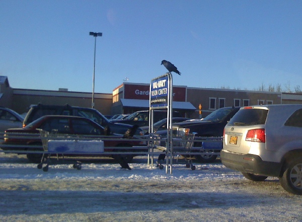 Ravens in Alaska | Ravens in Wasilla, Alaska Walmart