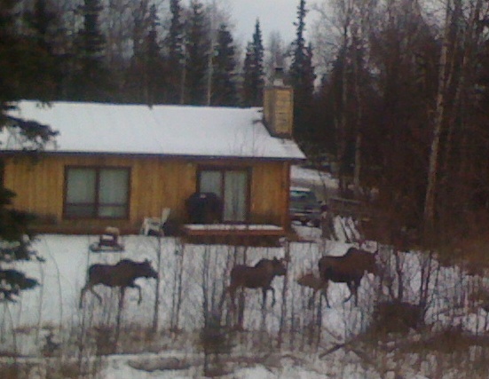 Moose in Alaska | Three moose in Wasilla Alaska