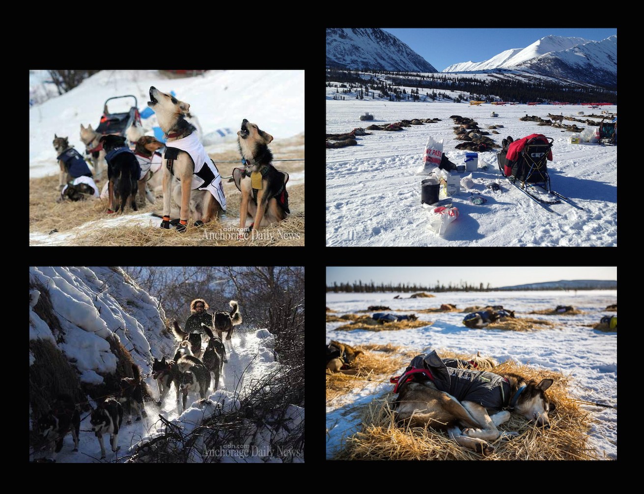 Sled dog photos from the 2014 Iditarod trail.