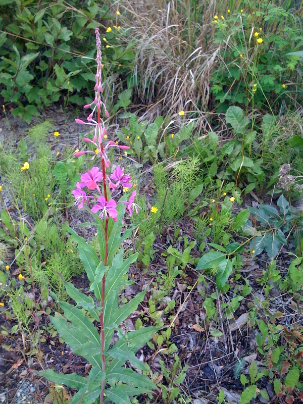The fireweed in Alaska is beginning to bloom