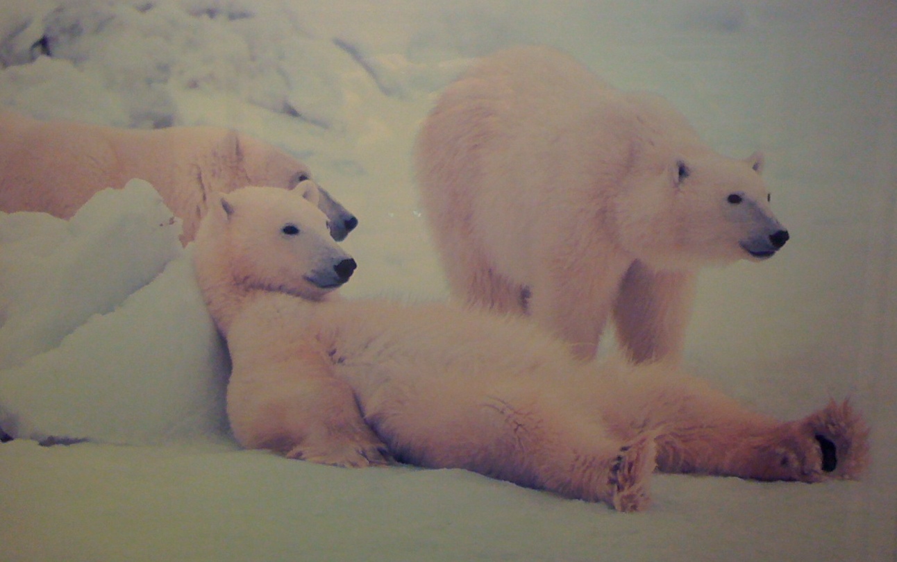 Alaska polar bears facing extinction.