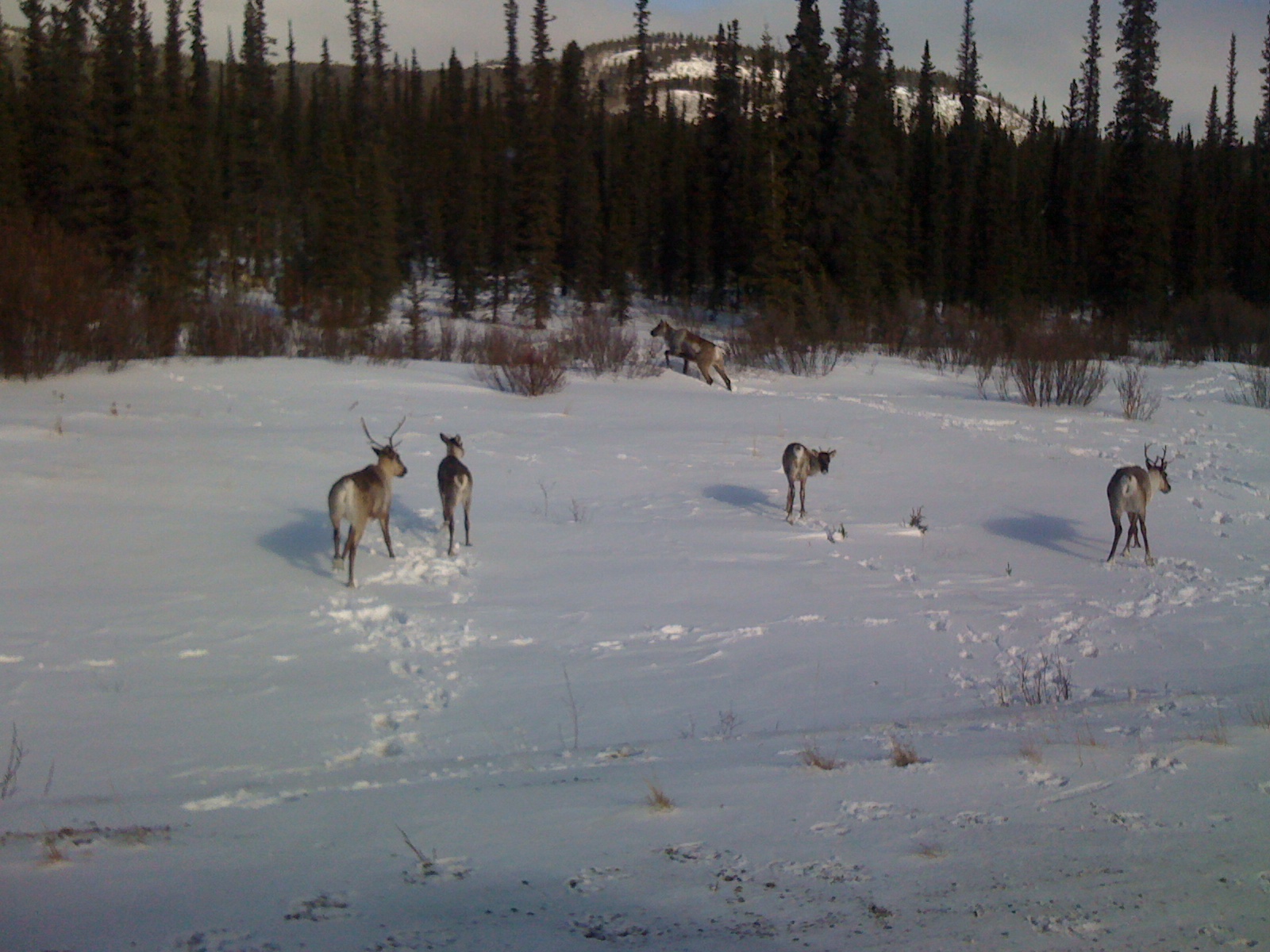 Caribou on the side of the road in Canada.