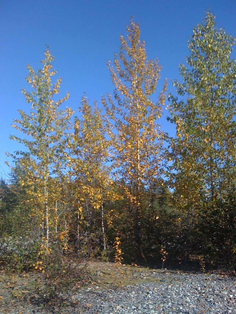 Talkeetna, Alaska - Trees in the Fall (September).