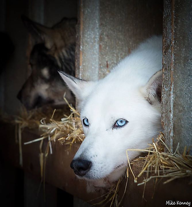 Beautiful white Siberian Husky with blue eyes.