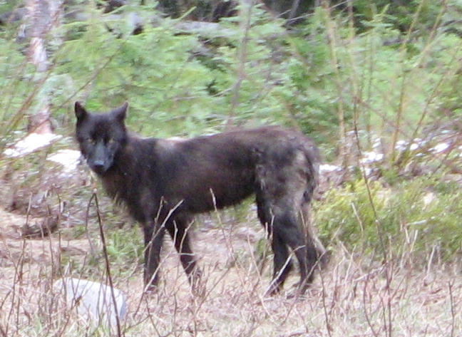 A friendly wolf in Canada.